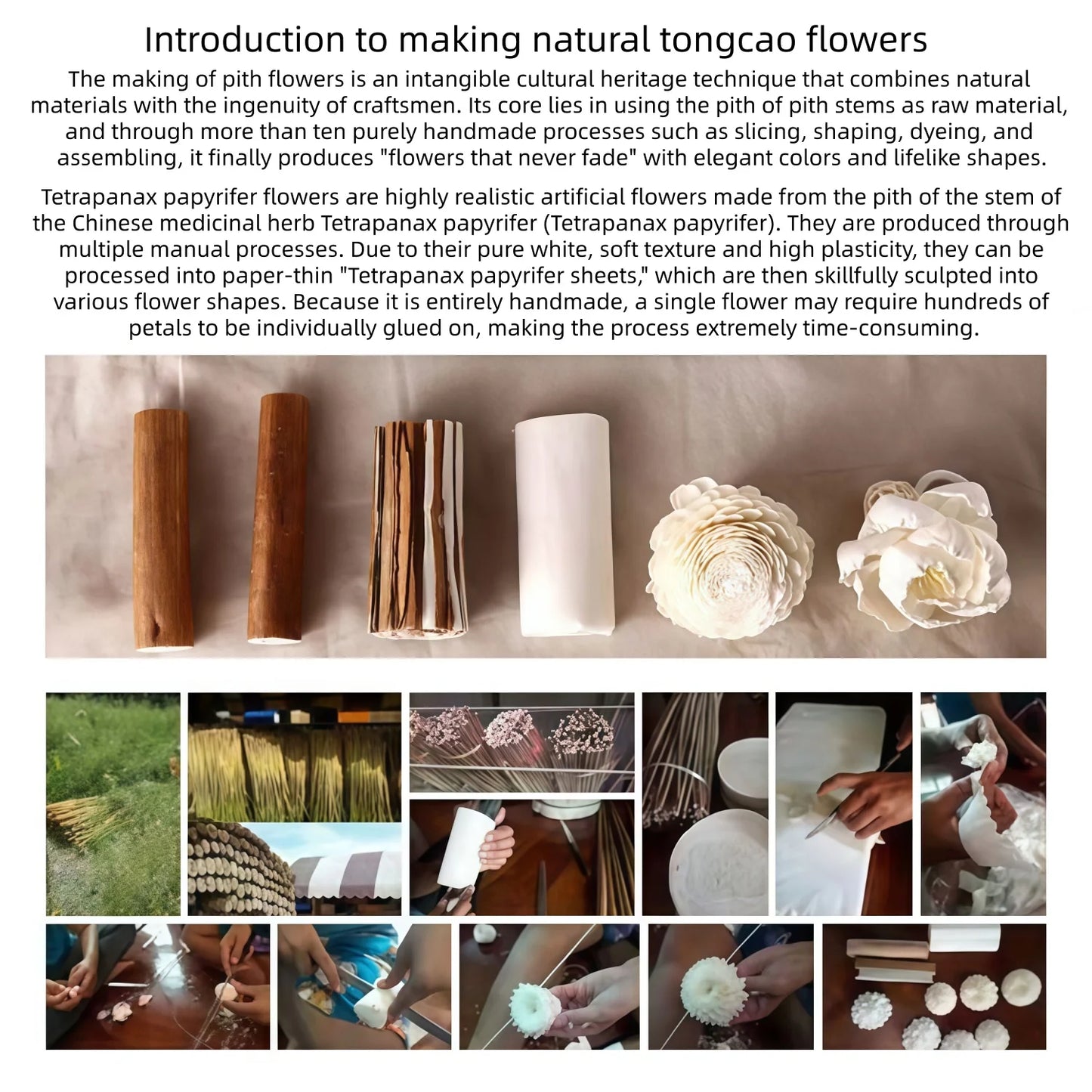 Natural Tongcao Diffuser Flowers 20cm 4 Pieces Rattan Diffuser Sticks for Aromatherapy Bottles Replacement Diffuser Sticks Aromatherapy Decorative Flowers for Essential Oil Bottles Home Decoration