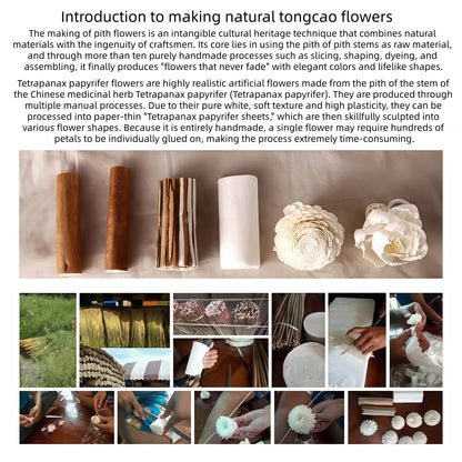 Natural Tongcao Diffuser Flowers 20cm 4 Pieces Rattan Diffuser Sticks for Aromatherapy Bottles Replacement Diffuser Sticks Aromatherapy Decorative Flowers for Essential Oil Bottles Home Decoration