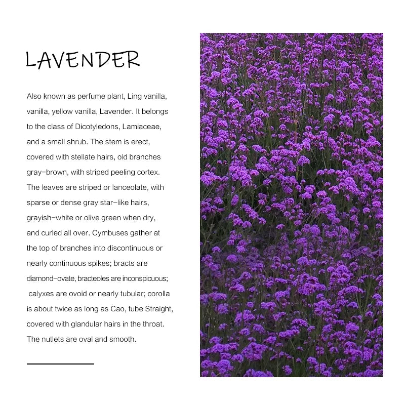 Lavender Essential Oil  Undiluted Therapeutic Grade Aromatherapy  for Relaxation and Body Care Beauty and Healthy Skin Use